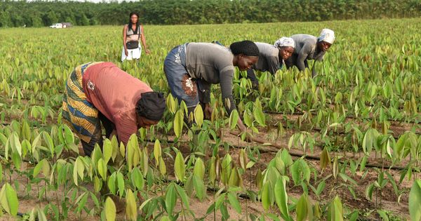 African Agriculture