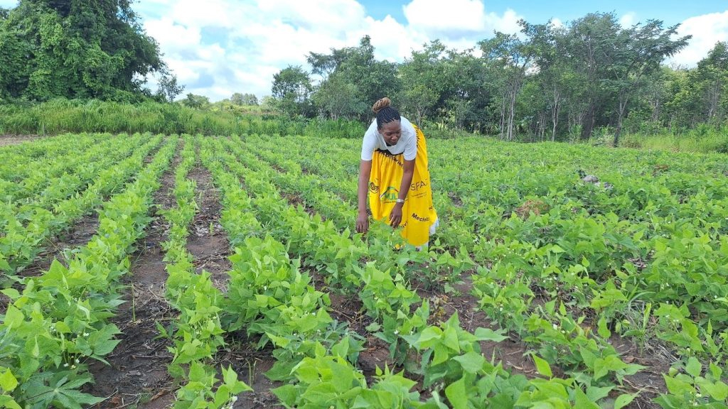 Agricultural project in Zambia